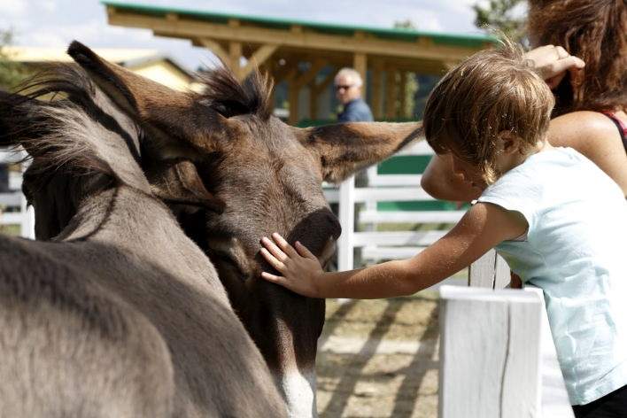 Rural Festival - Bambini e asini alla Fattoria di Rivalta