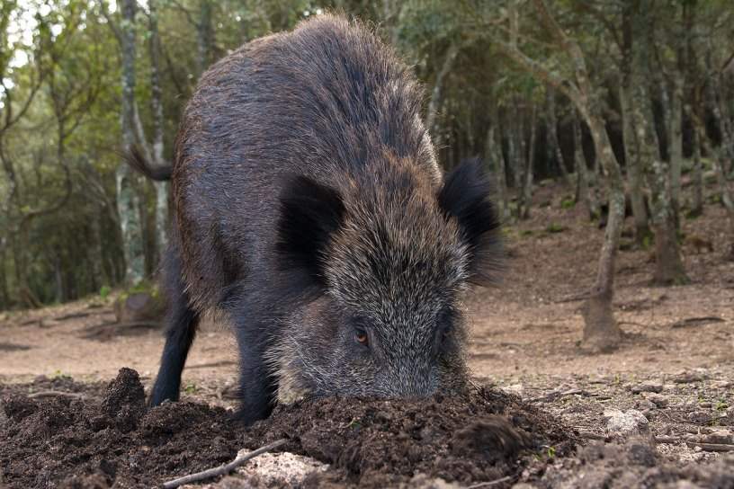 cinghiale